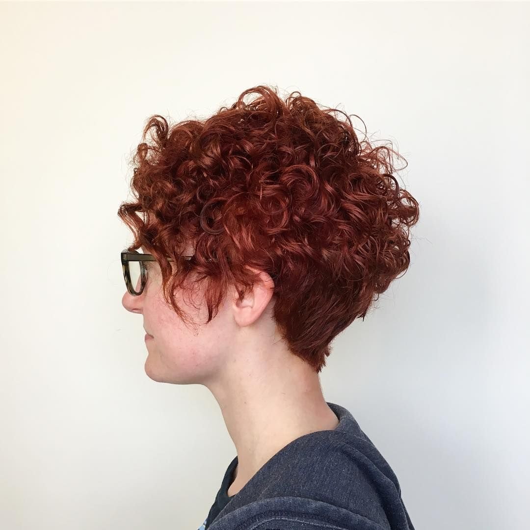 Керли андеркат кудрявые рыжие