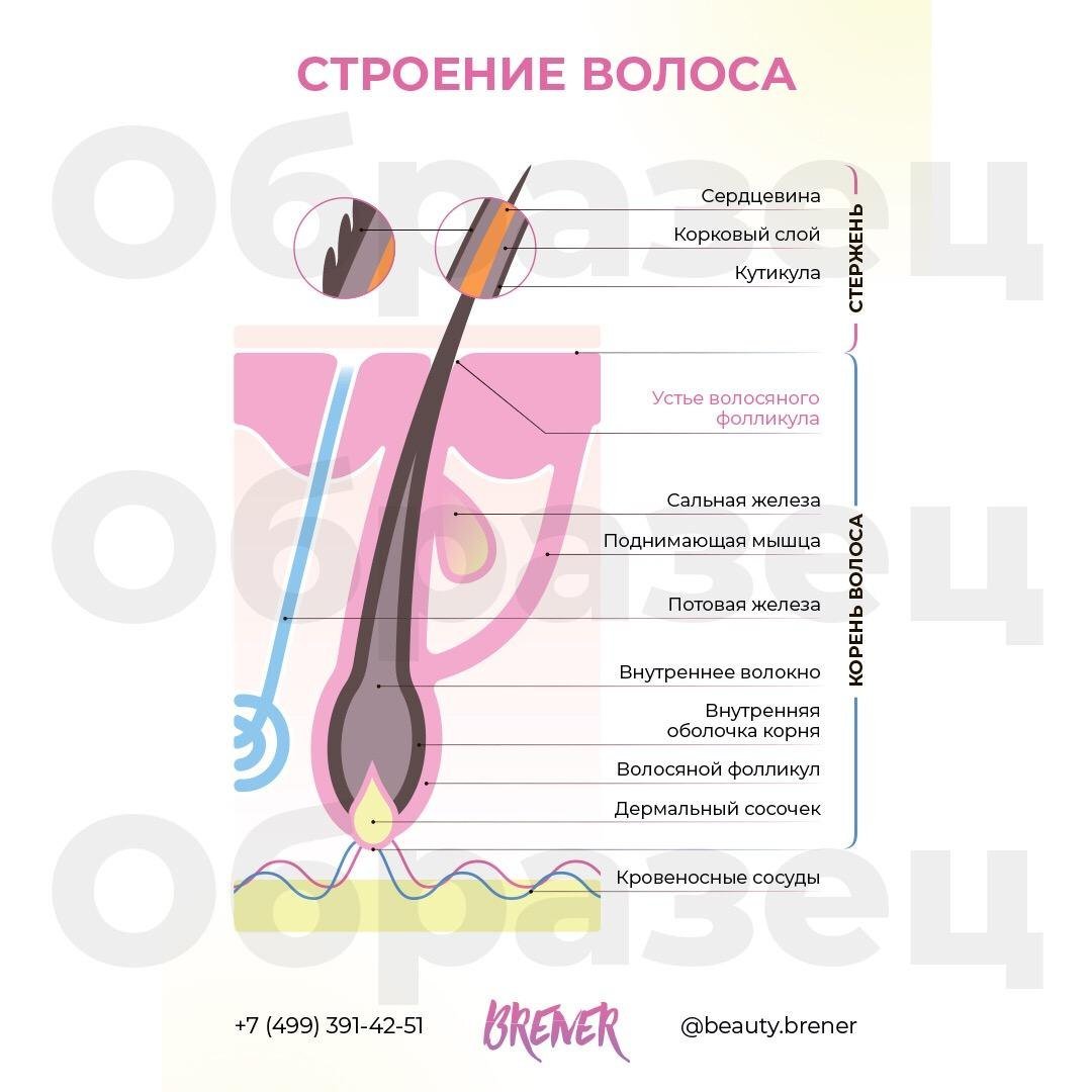 Строение волоса