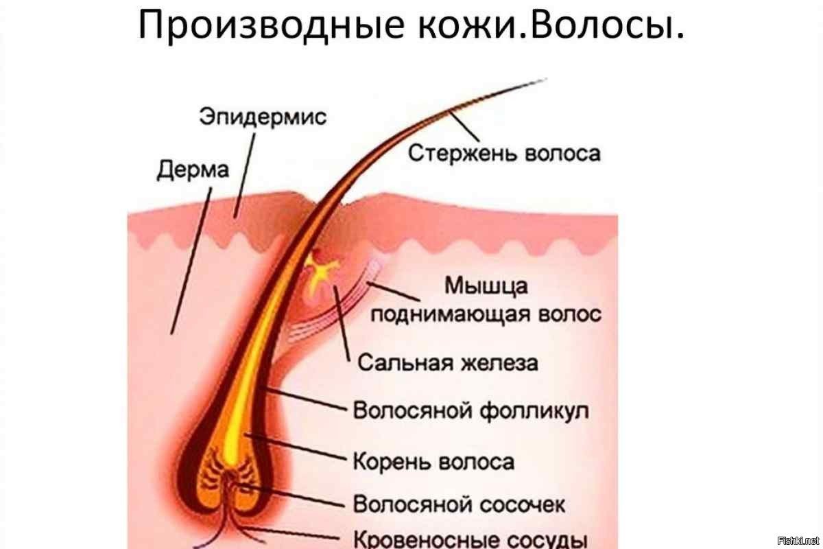 Структура волоса схема