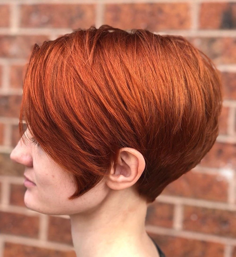 Pixie Bob стрижка красный