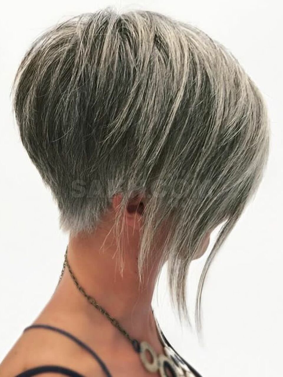 Пикси Боб с удлиненным затылком