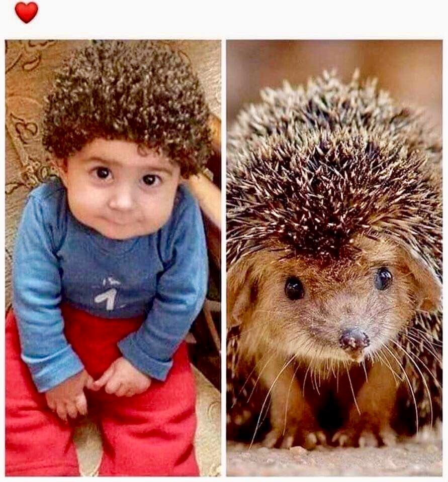 Маленький еж