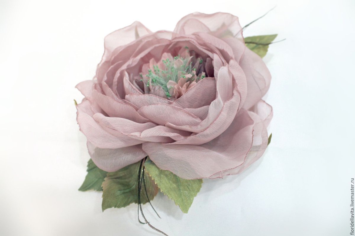 Роза шифон (Chiffon)