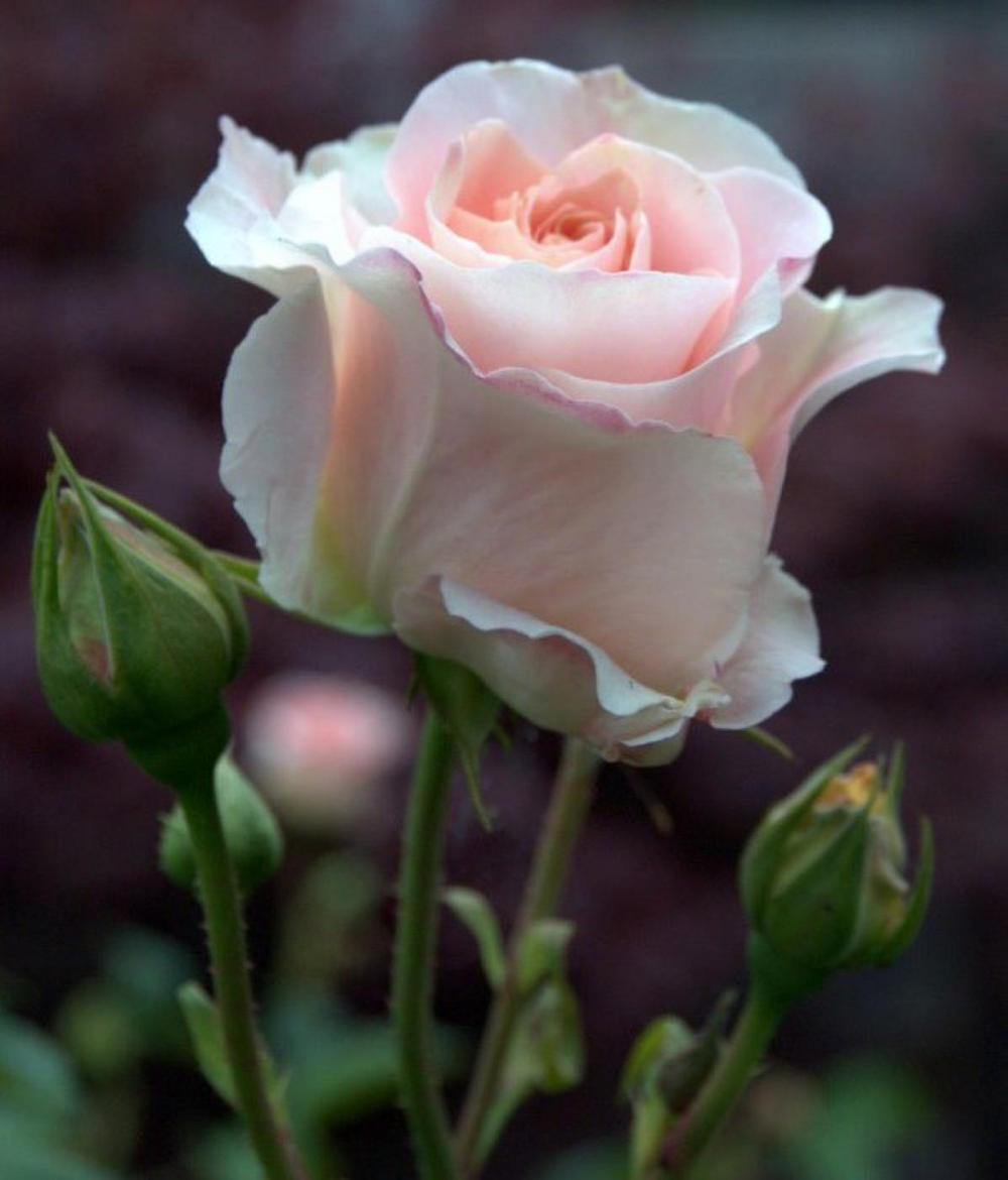 Цветы цитаты и афоризмы