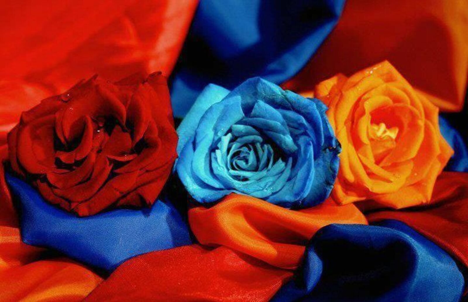 Поздравление с 8 на армянском языке. Цветы с армянским флагом. Цветы Армении. Армянская Розочка.