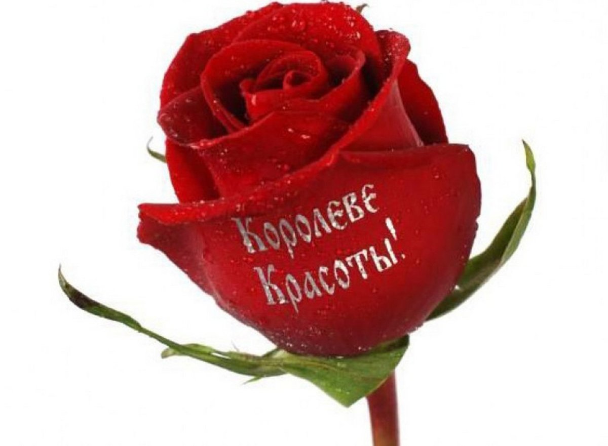 Красивые розы с надписью