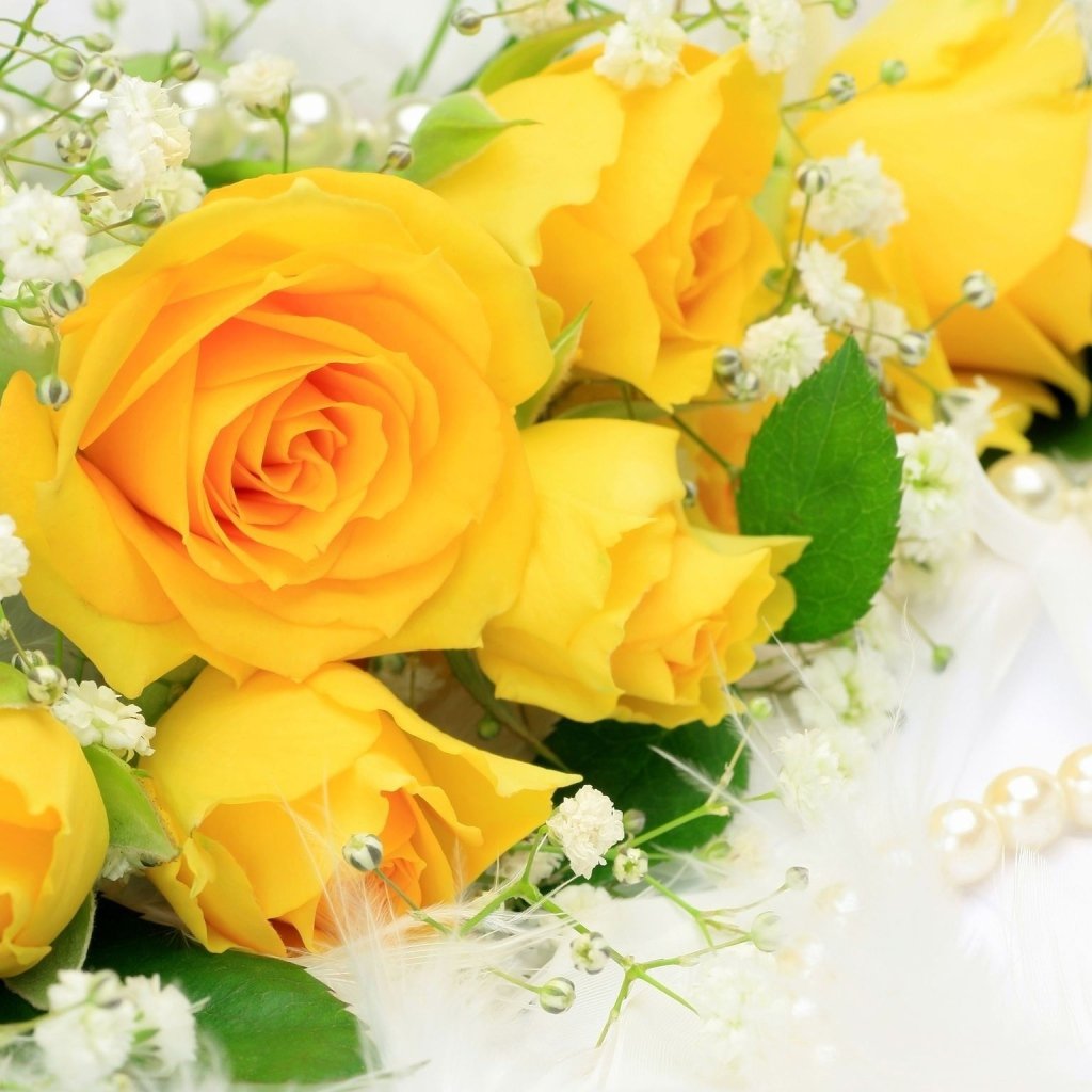 Розы желтые HD