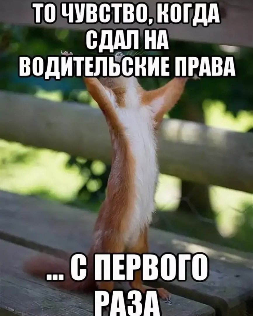 Сдал на права поздравление