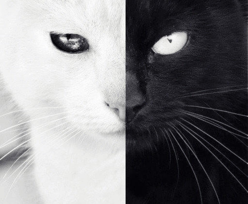 Кот наполовину чёрный наполовину белый