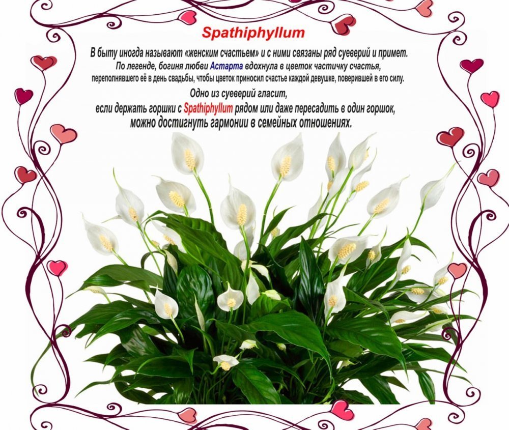 Сообщение женское счастье