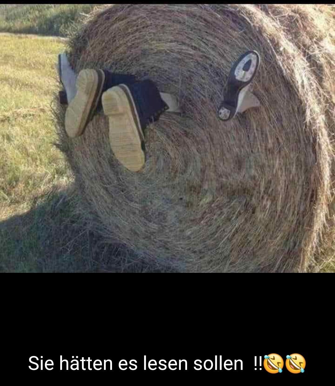 Прикольное сено в рулонах