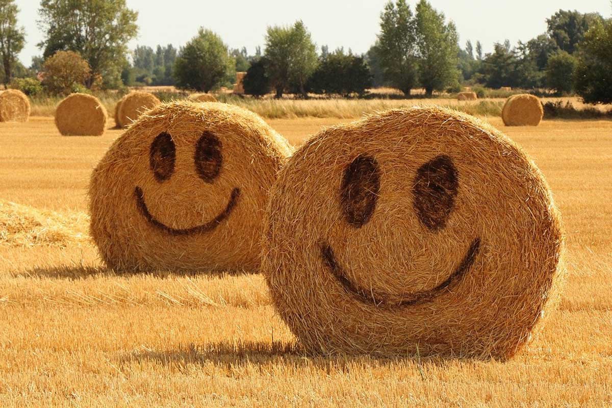 Тюки из соломы