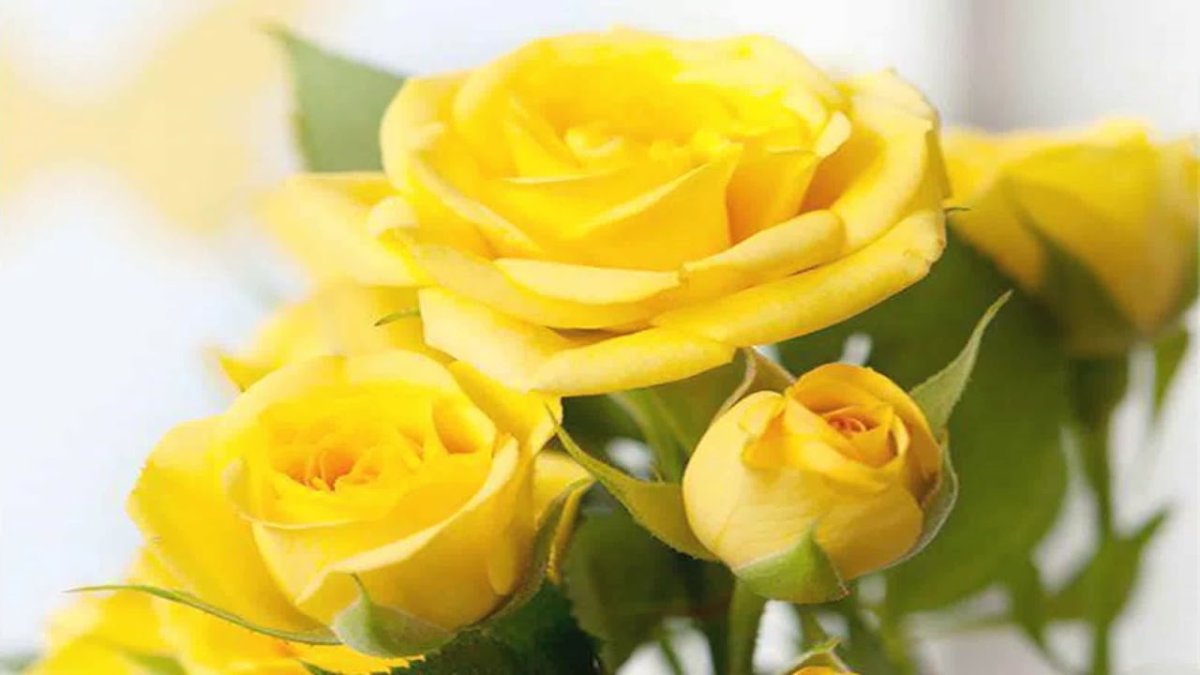 Женщина с желтыми розами