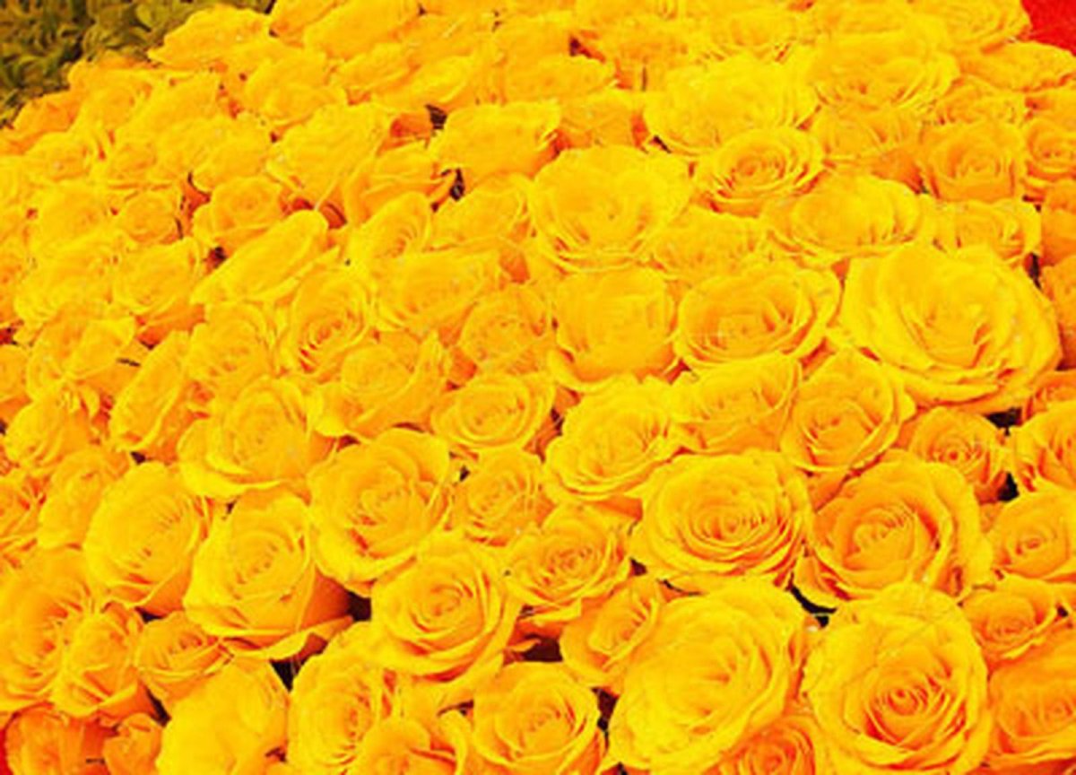 Поле желтых роз